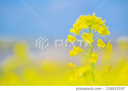 A background image featuring rapeseed blossoms and a blue sky, signaling the arrival of spring. A background image featuring rapeseed blossoms and a blue sky, signaling the arrival of spring. 138035597