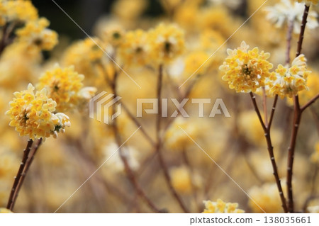 三椏花簇 138035661