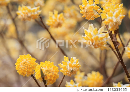 Clusters of Mitsumata flowers Clusters of Mitsumata flowers 138035665