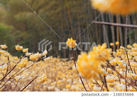 Clusters of Mitsumata flowers Clusters of Mitsumata flowers 138035666