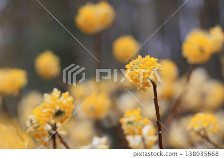 Clusters of Mitsumata flowers Clusters of Mitsumata flowers 138035668