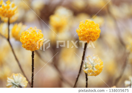 Clusters of Mitsumata flowers Clusters of Mitsumata flowers 138035675