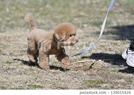玩具貴賓犬在狗公園和一位女士玩耍 玩具貴賓犬在狗公園和一位女士玩耍 138035826