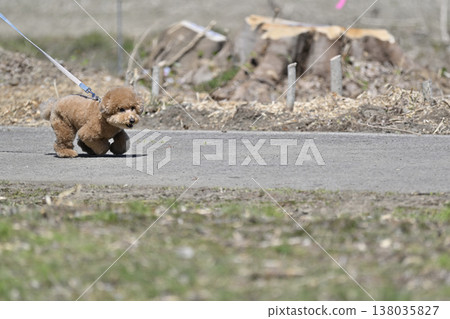 玩具貴賓犬在狗公園和一位女士玩耍 玩具貴賓犬在狗公園和一位女士玩耍 138035827