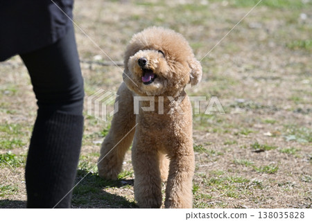 Toy poodle playing with a woman at a dog park Toy poodle playing with a woman at a dog park 138035828