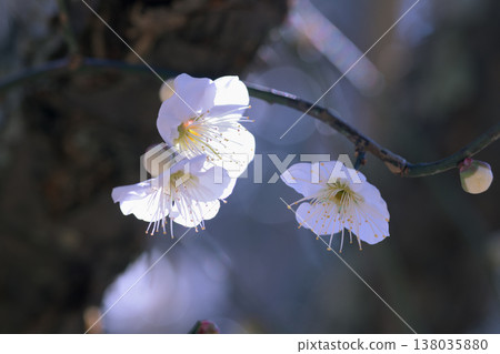 A plum tree with white flowers on its slender branches. A plum tree with white flowers on its slender branches. 138035880