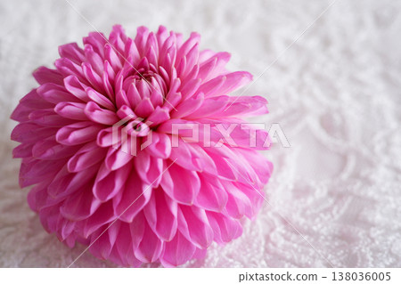 美麗的大麗花花 138036005