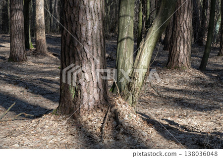 pine tree in the forest pine tree in the forest 138036048