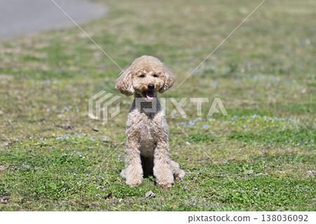 Cute Toy Poodle playing on the grass 138036092