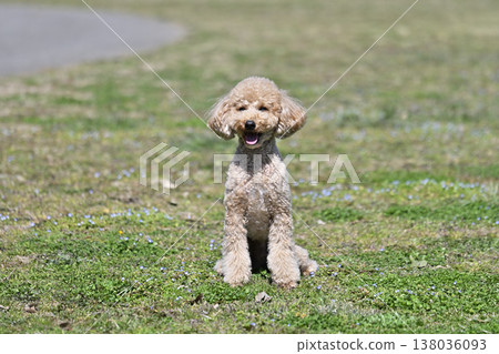 可愛的玩具貴賓犬在草地上玩耍 138036093