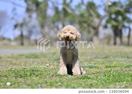 Cute Toy Poodle playing on the grass 138036094