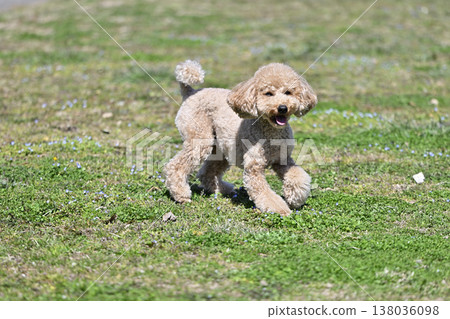 可愛的玩具貴賓犬在草地上玩耍 138036098