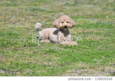 Cute Toy Poodle playing on the grass 138036100