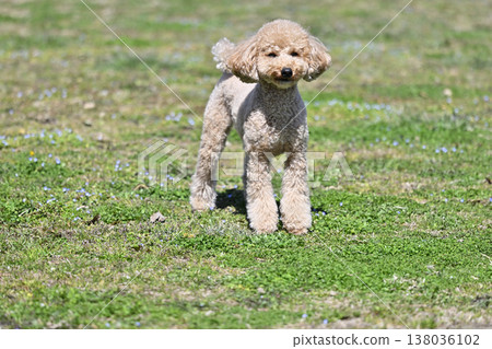 可愛的玩具貴賓犬在草地上玩耍 可愛的玩具貴賓犬在草地上玩耍 138036102