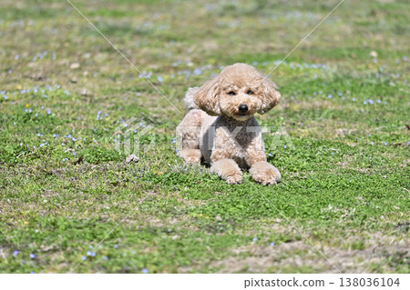 可愛的玩具貴賓犬在草地上玩耍 可愛的玩具貴賓犬在草地上玩耍 138036104