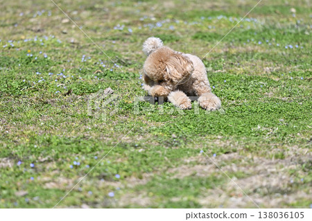 可愛的玩具貴賓犬在草地上玩耍 可愛的玩具貴賓犬在草地上玩耍 138036105