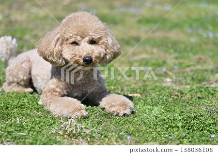 Cute Toy Poodle playing on the grass 138036108