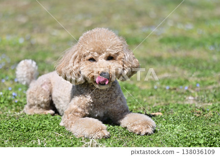 Cute Toy Poodle playing on the grass 138036109