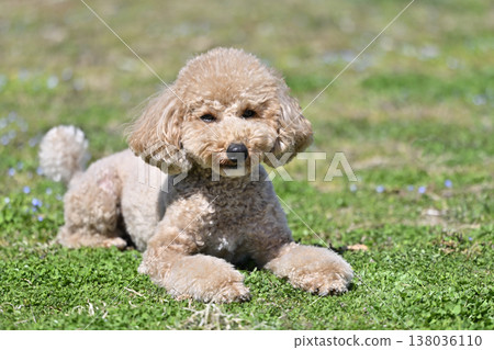 Cute Toy Poodle playing on the grass 138036110