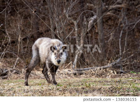 A Japanese serow staring straight ahead A Japanese serow staring straight ahead 138036155