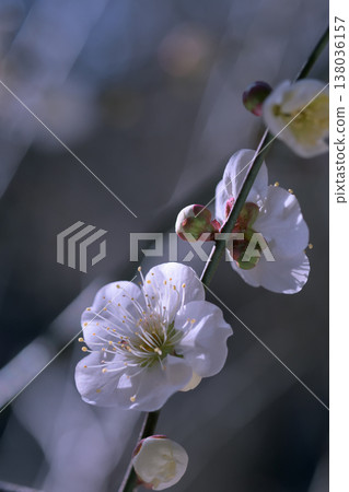 White plum blossoms and buds that bloomed before the other branches. 138036157