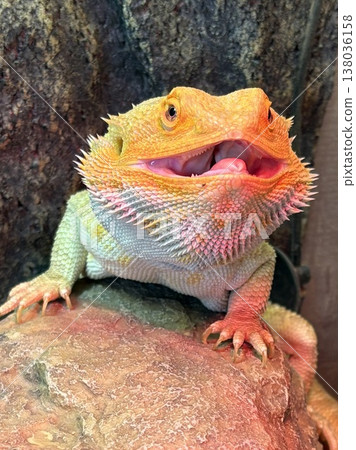 Pet bearded dragon (close-up of its face) Pet bearded dragon (close-up of its face) 138036158