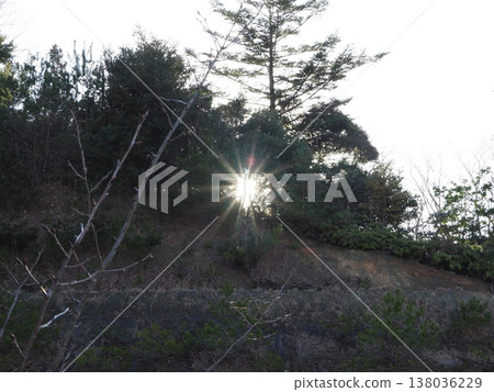 A ray of hope shines through the trees of the forest. A ray of hope shines through the trees of the forest. 138036229