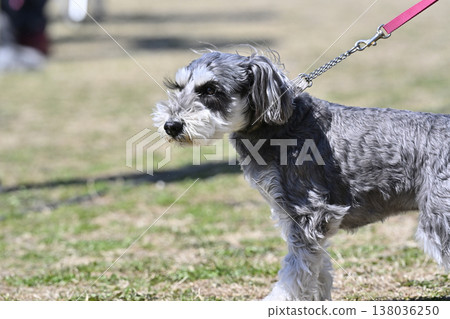 迷你雪納瑞犬散步 迷你雪納瑞犬散步 138036250