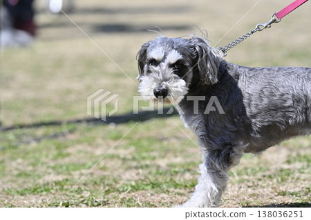 迷你雪納瑞犬散步 迷你雪納瑞犬散步 138036251