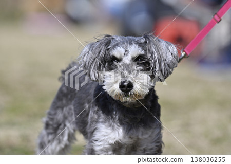 Miniature Schnauzer on a walk Miniature Schnauzer on a walk 138036255
