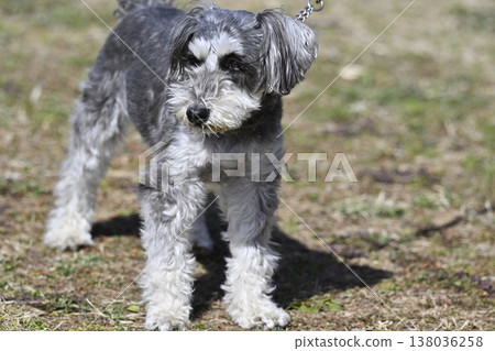 迷你雪納瑞犬散步 138036258