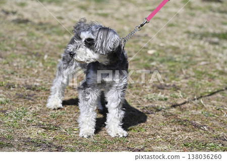 迷你雪納瑞犬散步 迷你雪納瑞犬散步 138036260