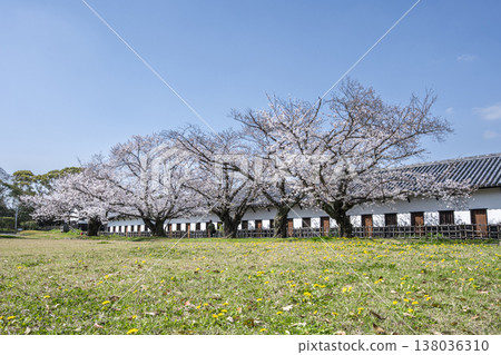 Cherry blossoms in full bloom at Maizuru Park in Fukuoka 138036310