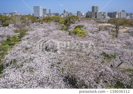 福岡舞鶴公園的櫻花盛開 福岡舞鶴公園的櫻花盛開 138036312
