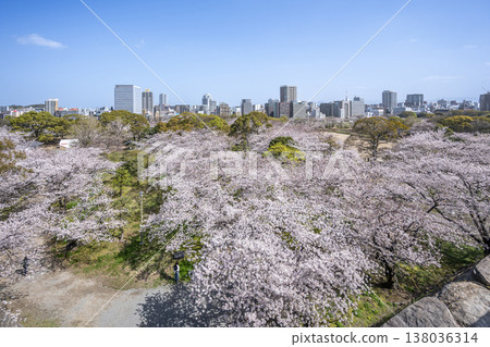 Cherry blossoms in full bloom at Maizuru Park in Fukuoka 138036314