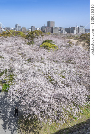 福岡舞鶴公園的櫻花盛開 福岡舞鶴公園的櫻花盛開 138036316