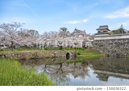 福岡舞鶴公園的櫻花盛開 138036322
