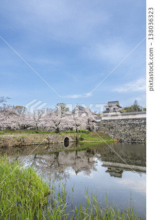 Cherry blossoms in full bloom at Maizuru Park in Fukuoka 138036323