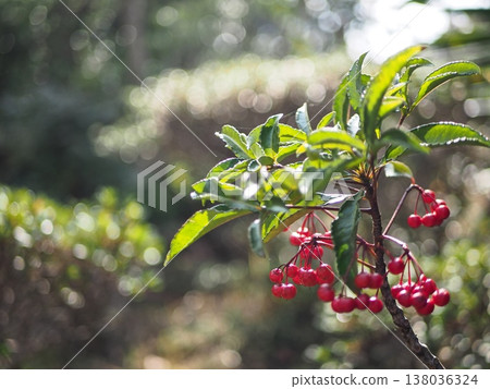 Ardisia crenata bearing fruit in the dappled sunlight. Ardisia crenata bearing fruit in the dappled sunlight. 138036324