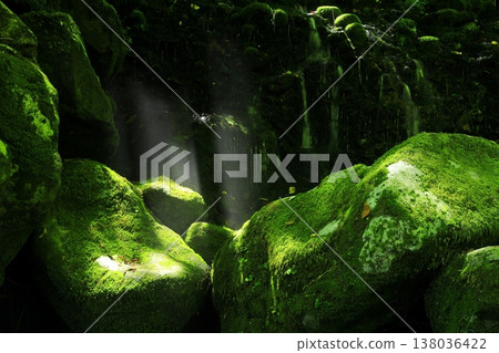 Mossy swamp Mossy swamp 138036422