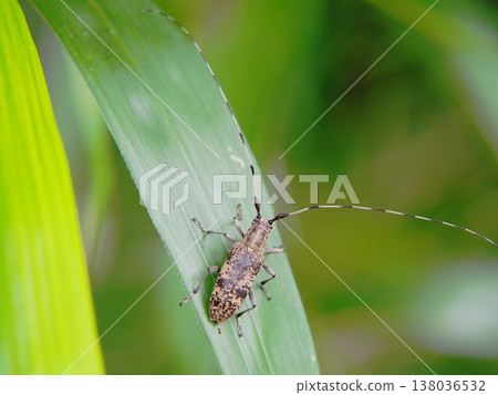 The long-horned beetle, *Callicarpa japonica*, is characterized by its long antennae. 138036532