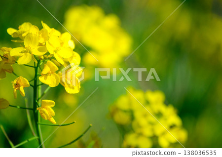 柔和的光線籠罩著油菜花 138036535