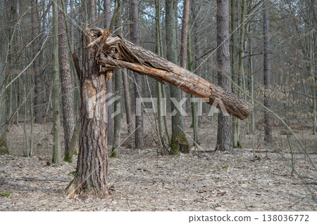 fallen tree trunks iA broken tree trunk in a pine forestn forest fallen tree trunks iA broken tree trunk in a pine forestn forest 138036772