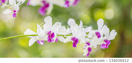 Close-up tropical white orchid, lush blurred foliage background, gorgeous exotic floral pattern in nature outdoors Close-up tropical white orchid, lush blurred foliage background, gorgeous exotic floral pattern in nature outdoors 138036812