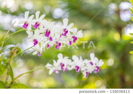 Gorgeous close-up of white orchid in tropical garden, lush foliage blur background, beautiful exotic floral outdoors Gorgeous close-up of white orchid in tropical garden, lush foliage blur background, beautiful exotic floral outdoors 138036813