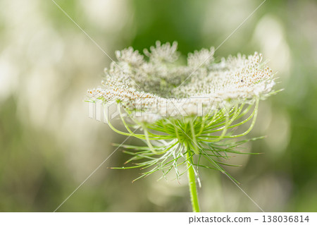 Close-up of meadow grass with blur effect, lush field background, spring and summer nature, fresh greenery 138036814