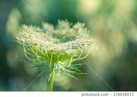Close-up of meadow grass with blur effect, lush field background, spring and summer nature, fresh greenery Close-up of meadow grass with blur effect, lush field background, spring and summer nature, fresh greenery 138036815
