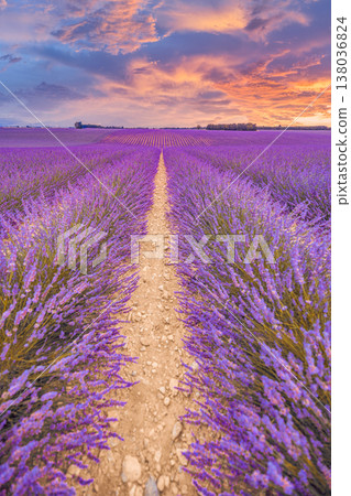 Sun-drenched lavender field at golden hour, Mediterranean landscape, scenic countryside, summer travel inspiration Sun-drenched lavender field at golden hour, Mediterranean landscape, scenic countryside, summer travel inspiration 138036824