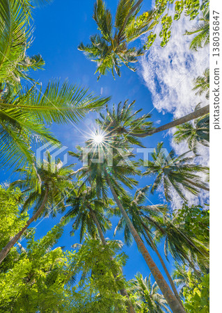 Looking up at palm tree leaves against blue sky, perfect summer travel background, tropical beach vacation wallpaper 138036847