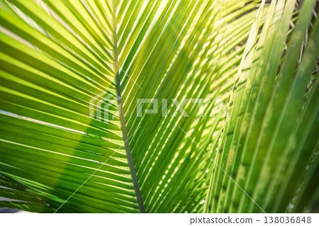 Majestic nature macro, zen calm palm leaf close-up, sunlight blur, dreamy natural wallpaper 138036848